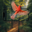 Smart HD Bird Feeder Camera