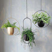 FloraFrame Hanging Planter