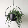 FloraFrame Hanging Planter