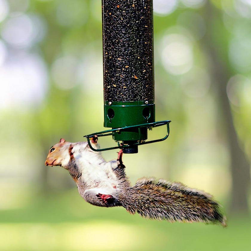 Squirrel-Proof Metal Bird Feeder