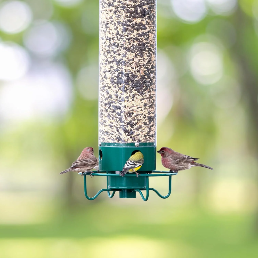 Squirrel-Proof Metal Bird Feeder